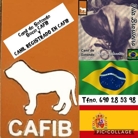CAMADA FILA BRASILEIRO. FILA BRASILEñO