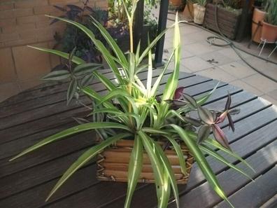 Vendo plantas jardin Plantas de segunda mano baratas | Milanuncios