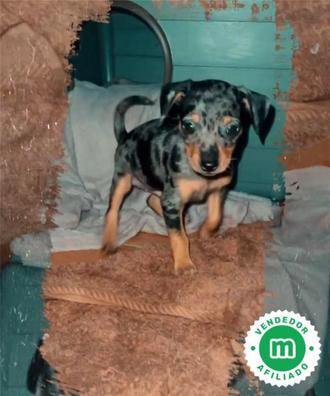 Pinscher merle hotsell