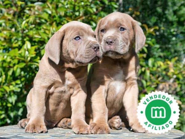 Milanuncios - CACHORROS CANE CORSO