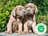 Milanuncios - CACHORROS CANE CORSO