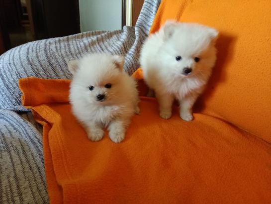 Milanuncios Toy Blanco Pomerania Toy Blanco Venta De Pomerania De Segunda Mano Toy Blanco Pomerania De Ocasion A Los Mejores Precios