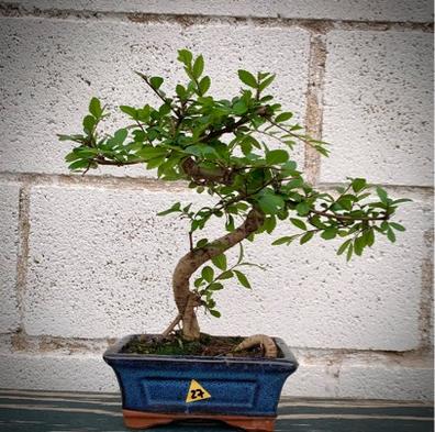 Actuación tarjeta emocional Macetas bonsai Plantas de segunda mano baratas en Sevilla Provincia |  Milanuncios