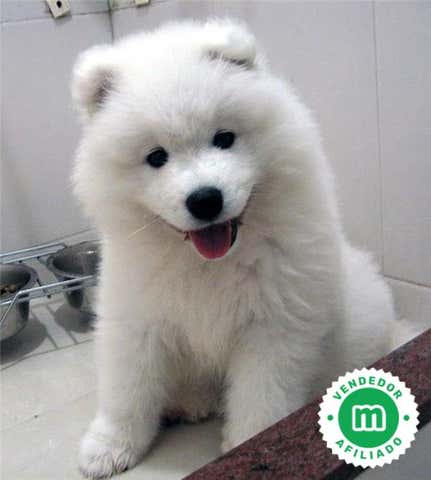 Milanuncios - Samoyedo