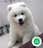 Milanuncios - Samoyedo