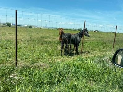 Las mejores praderas de descanso y recuperación de caballos