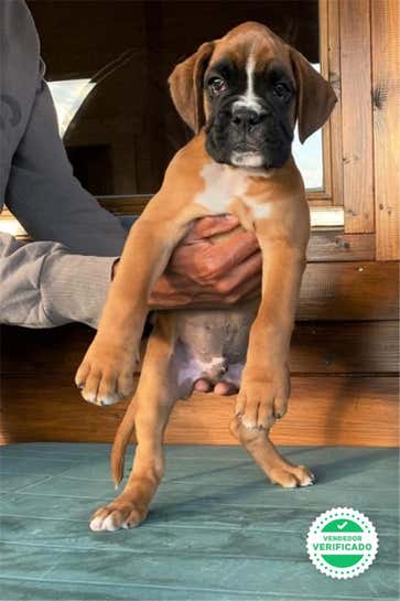 Milanuncios Cachorros Boxer Boxer En Adopcion Compra Venta Y Regalo De Cachorros Y Perros