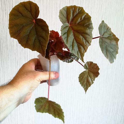 Begonia Plantas de segunda mano baratas | Milanuncios