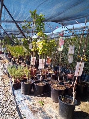 Frutales Plantas de segunda mano baratas en Córdoba | Milanuncios