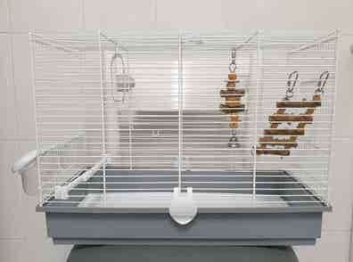 Regalo jaula pajaros adopción accesorios de mascota segunda mano baratos | Milanuncios