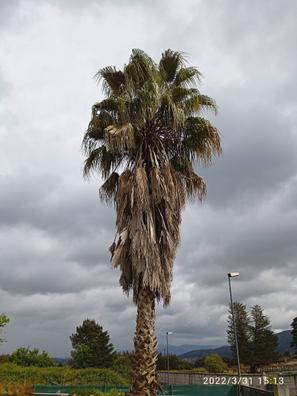 Arboles Plantas de segunda mano baratas en Galicia | Milanuncios