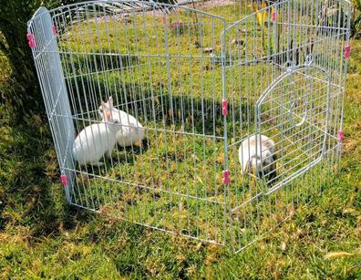Peluquero Fraseología defensa Conejos de corral Mascotas en adopción y accesorios de mascota de segunda  mano baratos | Milanuncios