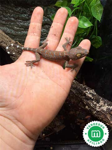 Milanuncios - Gecko tokay juvenil (Gekko gecko)