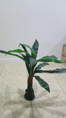 Nuevas plantas 🪴 Yucas de 45 y 65 cm de alto. (Incluyendo