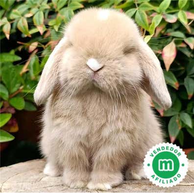Rex Raza Peluche Conejo Belier Conejos Mini Lop Y Enano TikTok