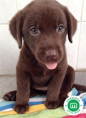 cuanto cuesta un cachorro labrador chocolate