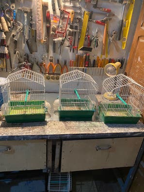 Jaulas canarios Mascotas en adopción y de de segunda mano baratos | Milanuncios