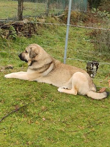 Milanuncios - Mastin leones