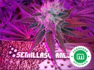 Compra Semillas Baratas de Auto Moby Dick XXL - Grow Barato