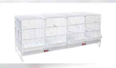 Jaulas angel Mascotas en adopción y accesorios de mascota de segunda mano baratos | Milanuncios