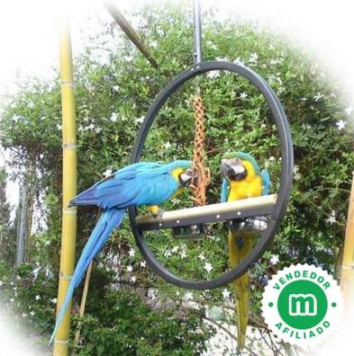 Parque guacamayo Mascotas en adopción y accesorios de mascota de segunda baratos Milanuncios