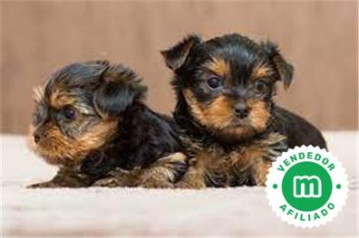 Dormitorio Industrial León Regalo cachorro Yorkshires en adopción. Compra venta y regalo de cachorros  y perros | Milanuncios