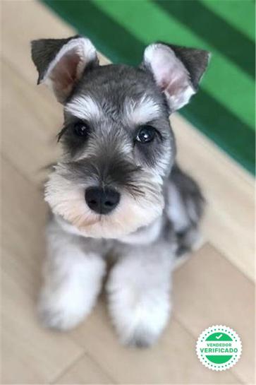 Milanuncios Schnauzer En Madrid Venta De Schnauzer De Segunda Mano En Madrid Schnauzer De Ocasion A Los Mejores Precios