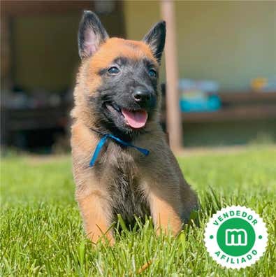 Pastor aleman cruce pastor belga Perros en adopción, compra venta de ...