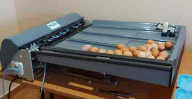 Clasificadora huevos Coches, motos y motor de segunda ocasión y km0 | Milanuncios