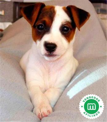 son jack russells seguro con los bebes