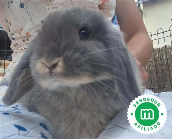 Milanuncios - CONEJOS MINI LOPS BELIER