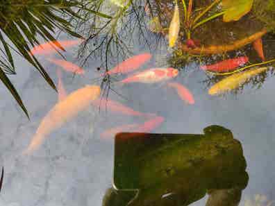 Carpas Compra venta de peces, acuarios, peceras y accesorios en | Milanuncios