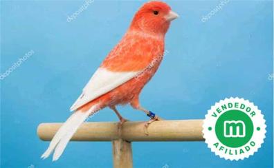 Onza realidad Escrupuloso Se venden jaulas de canarios usadas Pájaros. Compra venta de pájaros, jaulas  y accesorios | Milanuncios