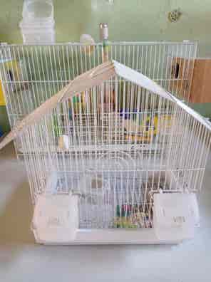 Jaulas canarios Mascotas en adopción y de de segunda mano baratos | Milanuncios