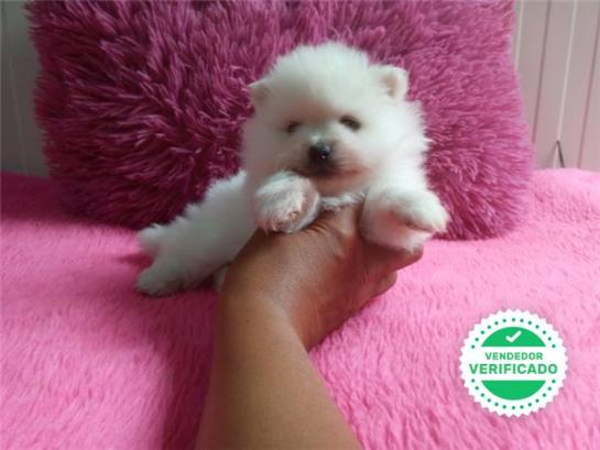 Milanuncios Pomerania Blanco Perros En Adopcion Compra Venta De Accesorios Y Servicios Para Perros