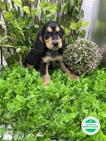 COCKER SPANIEL