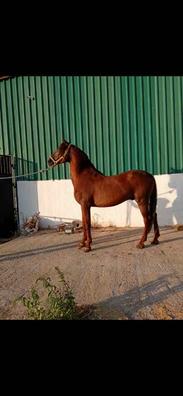 Caballo pre hijo de zedin Caballosen venta . Comprar y vender caballos a  buen precio en Sevilla Provincia | Milanuncios