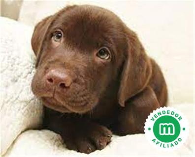 pecho Menagerry Edición Regalo cachorros Perros en adopción, compra venta de accesorios y servicios  para perros en Murcia Provincia | Milanuncios