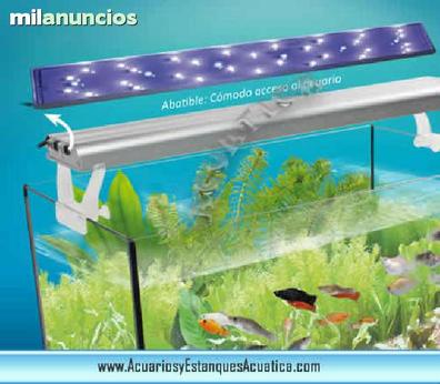 Pantallas led acuarios Compra venta de peces, acuarios, peceras y  accesorios en Sevilla Provincia