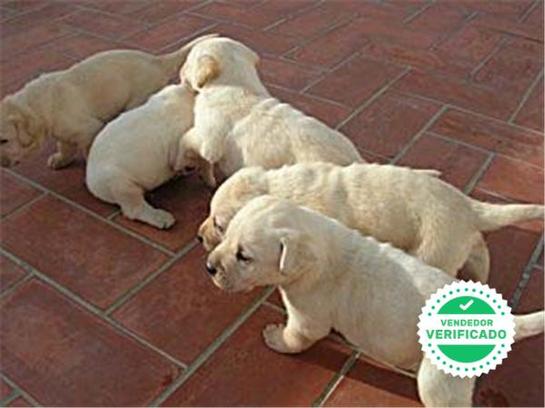 LABRADORES DE CALIDAD GARANTIZADA
