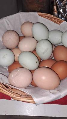 Hueveras de Cartón para 20 Huevos de Gallina Tamaño XL