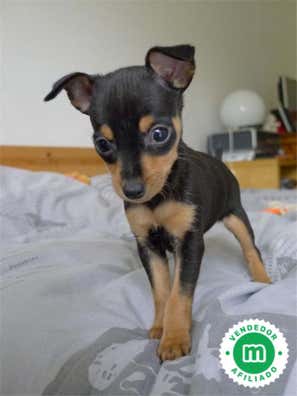 Mini pincher Perros en adopción, compra venta de accesorios y servicios ...