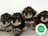 Milanuncios - SCHNOODLE