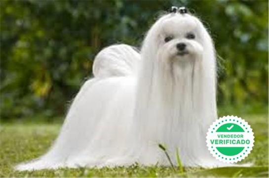 BICHON MALTES LINEA AMERICANA