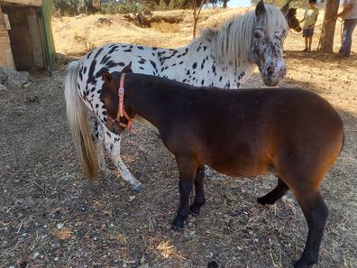 Fruncir el ceño informal ella es Ponis enanos Ponys. Compra venta de ponys al mejor precio y adopción |  Milanuncios