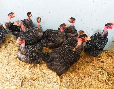 Gallinas. Compra venta gallinas al mejor precio adopción en Santiago de Compostela | Milanuncios