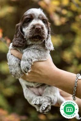 Cocker en venta | Milanuncios