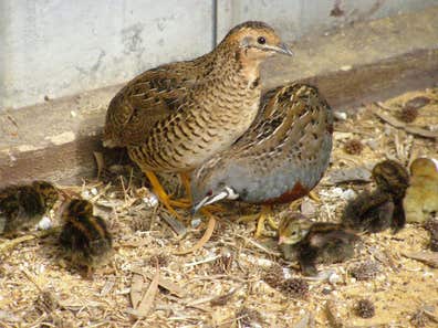 Codornices chinas Mascotas en adopción y accesorios de mascota de ...