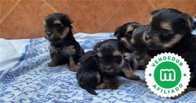 los cachorros yorkie nacen negros