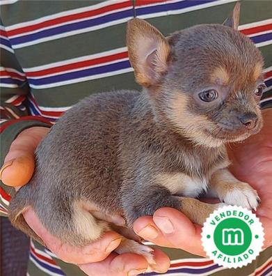 enfermo Disfrazado Glosario Gratis Chihuahua en adopción. Compra venta y regalo de cachorros y perros  en Madrid Provincia | Milanuncios